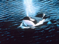 image of killer_whale #13