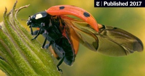 image of ladybugs #37