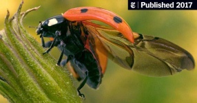 image of animal