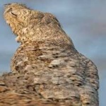 image of bird