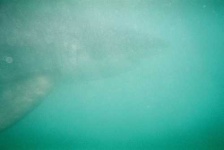 image of great_white_shark