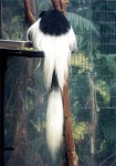 image of colobus #12