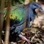image of bird