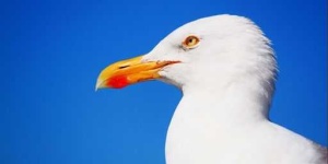 image of seagull