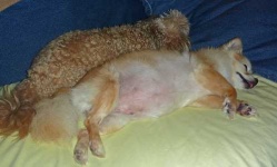 image of standard_poodle