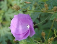 image of flower