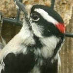image of bird