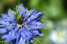 image of flower