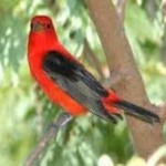 image of bird