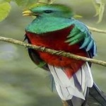 image of bird
