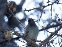 image of jay