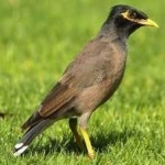 image of bird