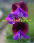 image of flower
