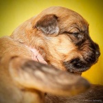 image of soft_coated_wheaten_terrier