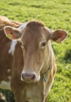 image of animal