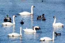 image of swan