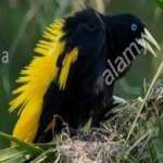 image of bird