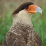 image of bird