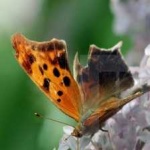 image of animal