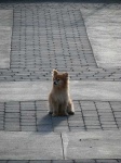 image of pomeranian
