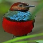 image of red_bellied_pitta #31