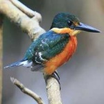 image of bird