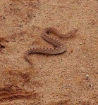 image of horned_viper