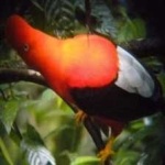 image of bird