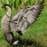 image of bird