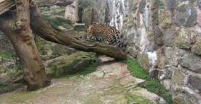 image of jaguar_car