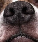 image of dog_nose