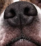 image of dog_nose #29