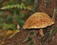 image of bolete