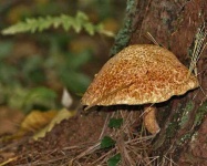 image of bolete #15