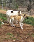 image of borzoi