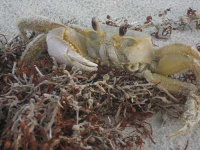 image of king_crab