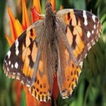 image of painted_butterfly #63