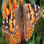 image of animal