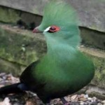 image of bird