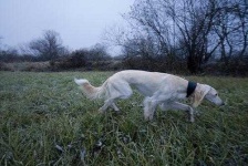 image of saluki