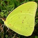 image of animal