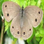 image of animal