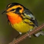 image of bird