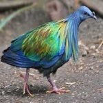 image of bird