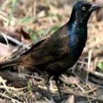 image of bird