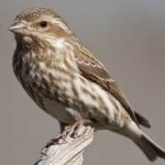 image of bird