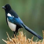 image of bird