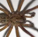 image of wolf_spider