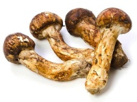 image of mushroom