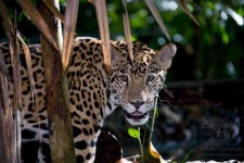 image of jaguar